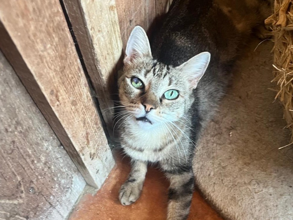 CHLOE