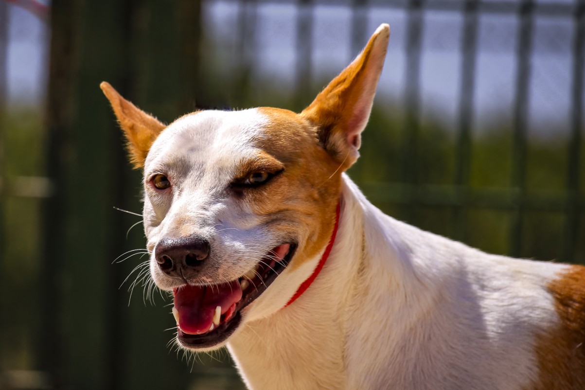 PINA