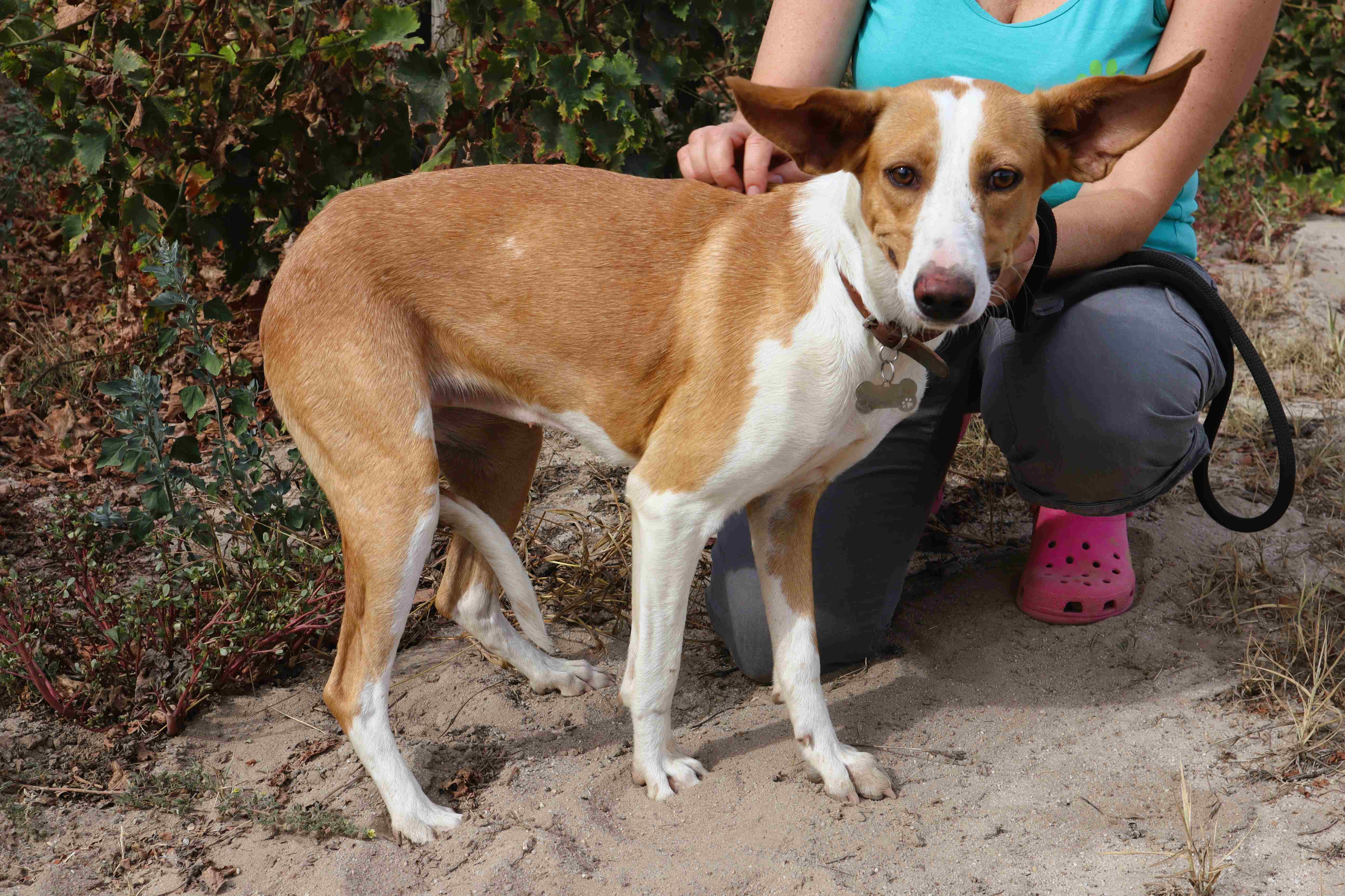 ROGELIA