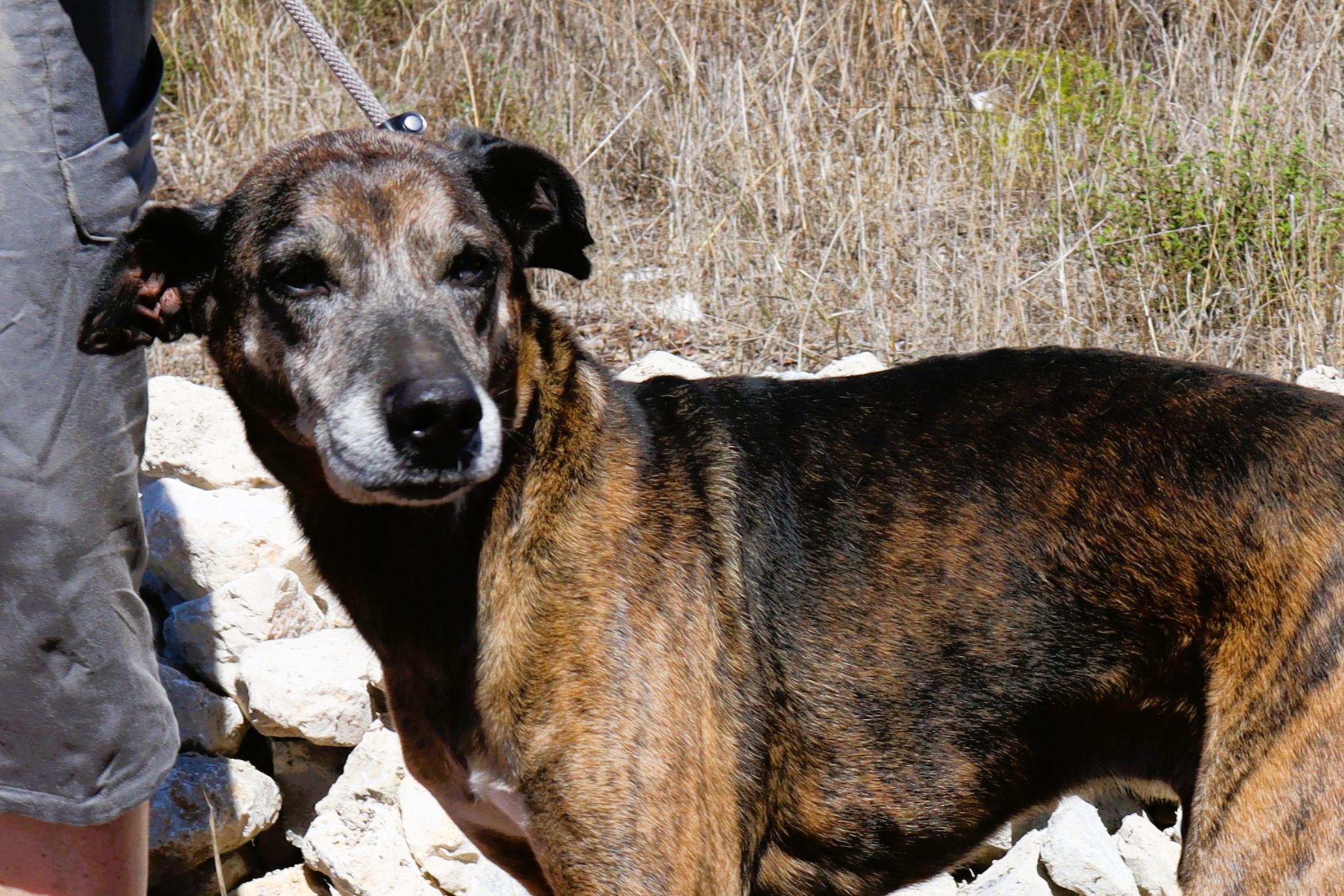 DINGO