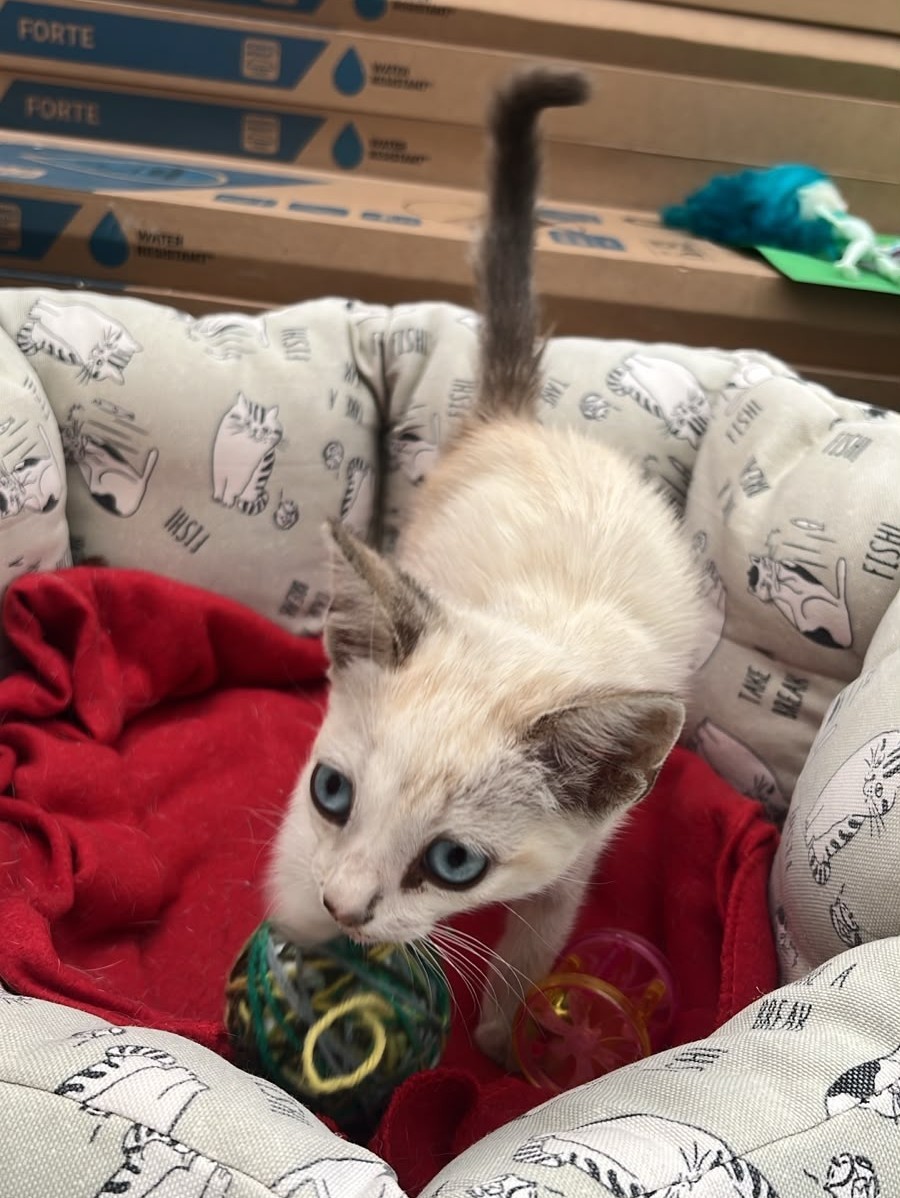 PIPA