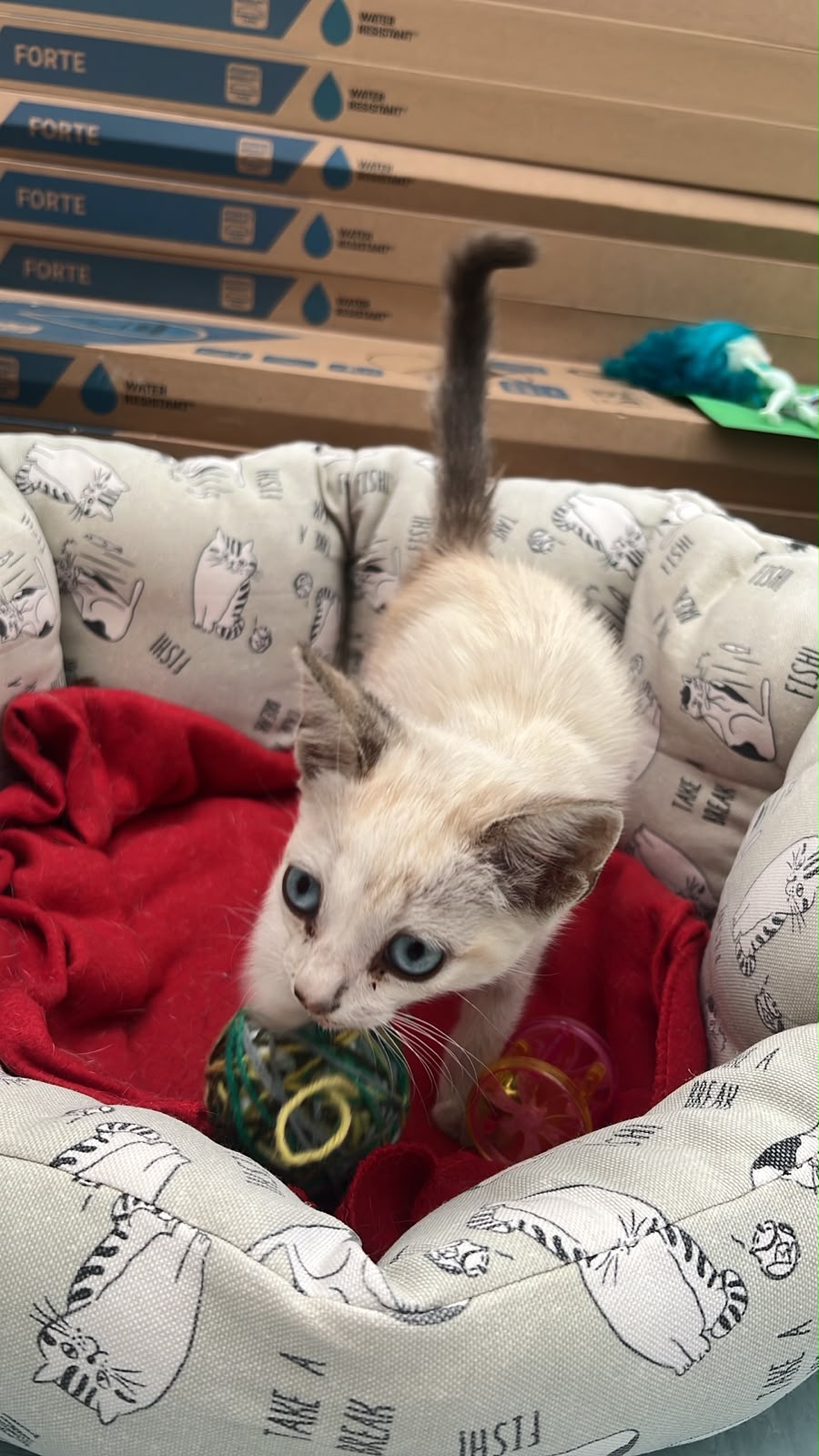 PIPA