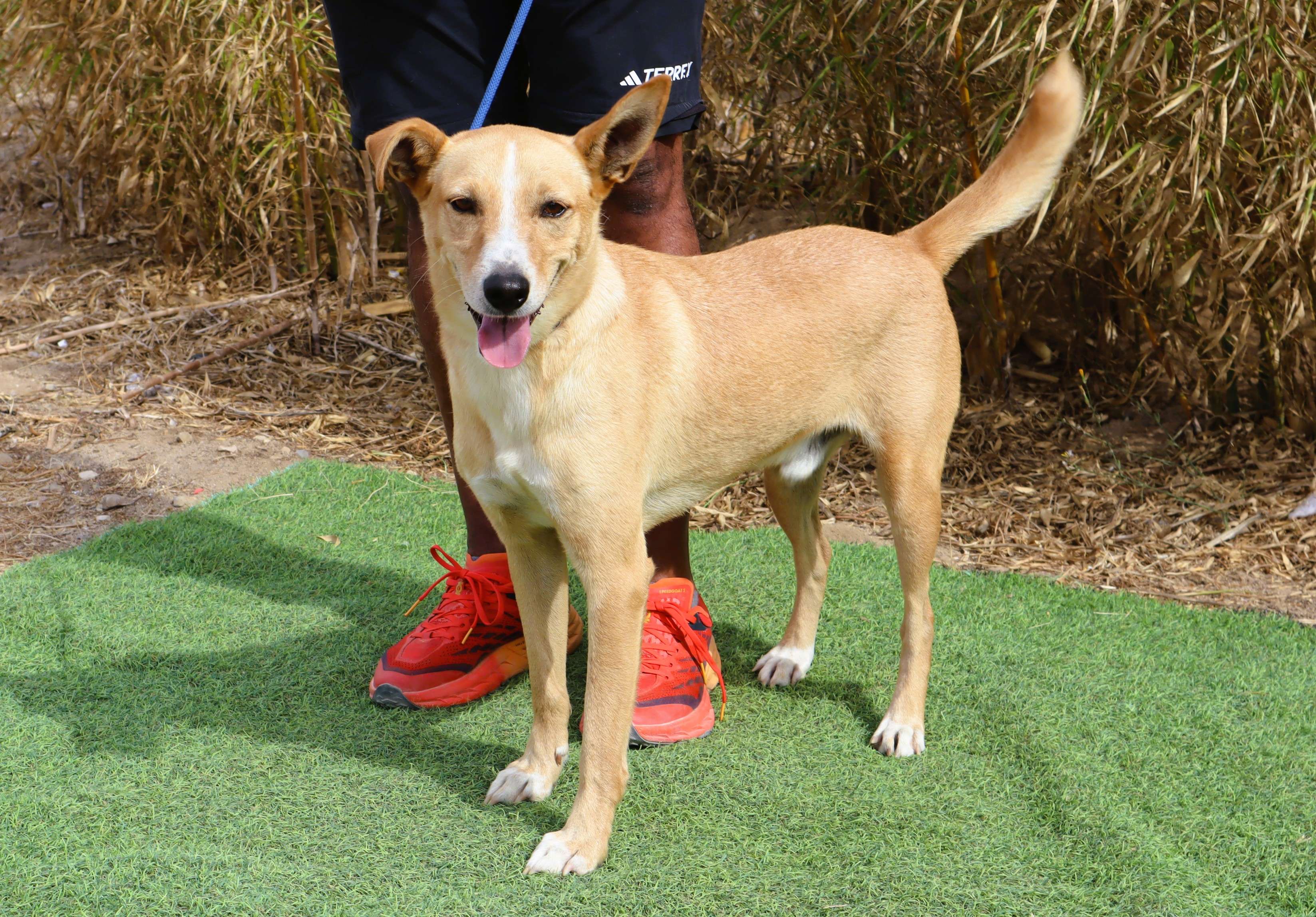 ARMANDO