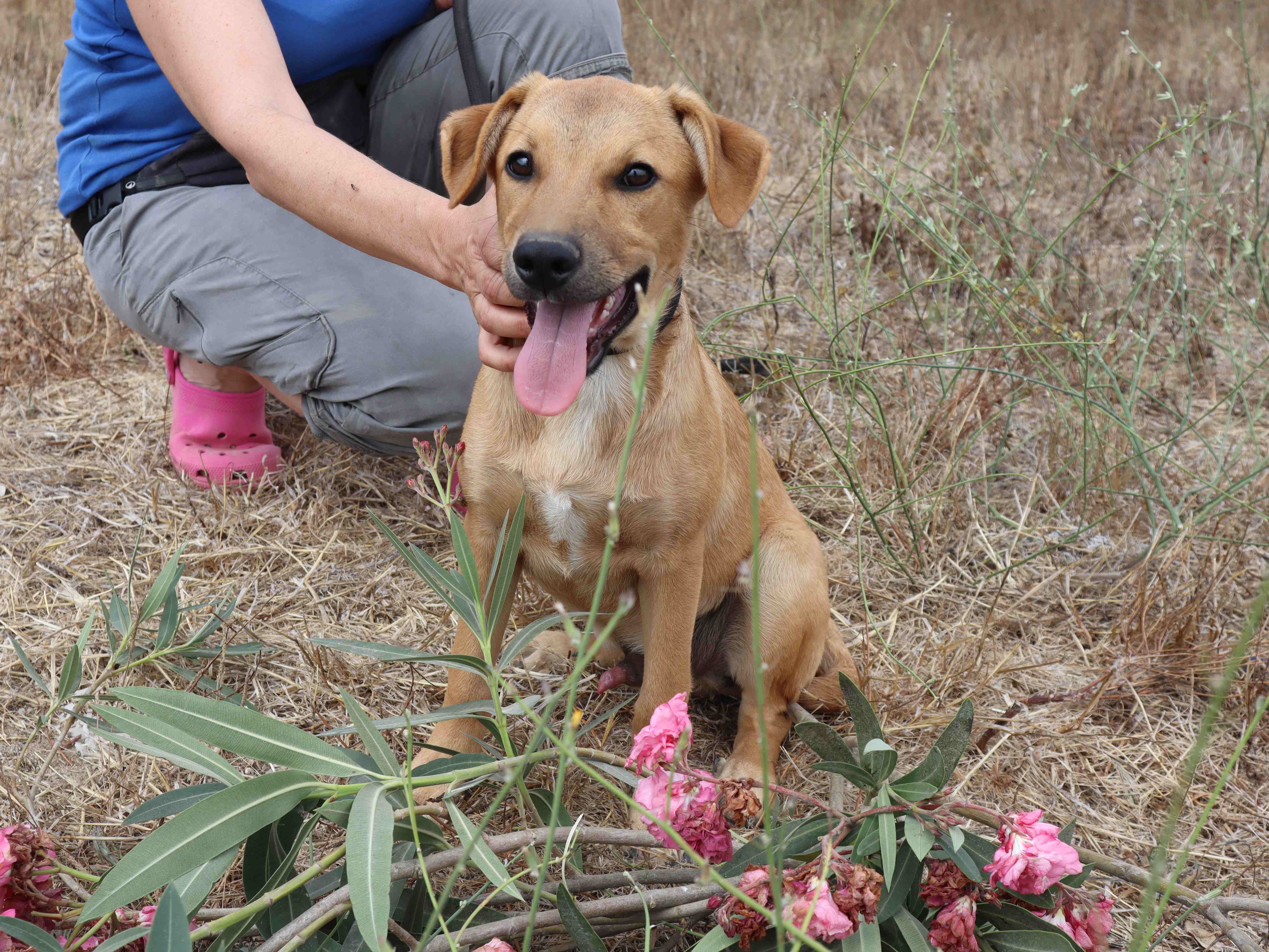 HUGO