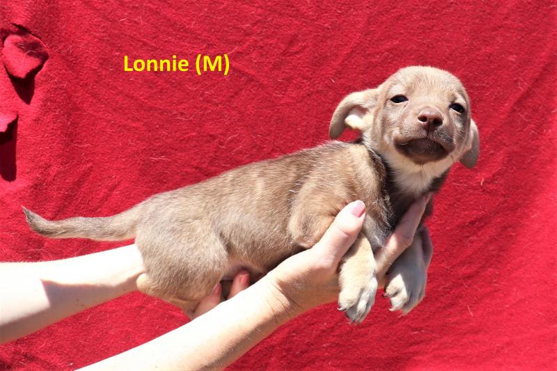 LONNIE 7070 | O Cantinho da Milu