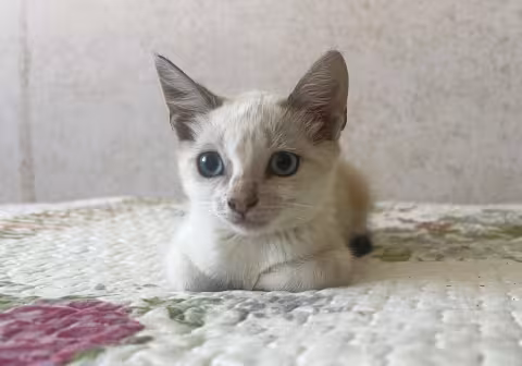 PIPA