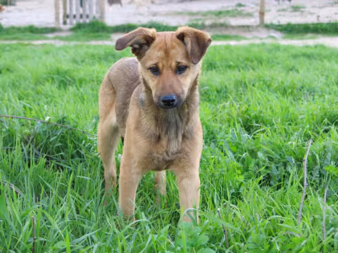 JULIETA