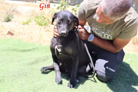 GIN