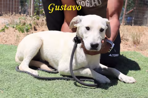 GUSTAVO